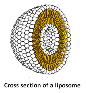 cross-section-of-a-liposome